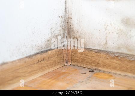 Staub in der Ecke des Raumes. Echter alter vernachlässigter staubiger Schmutz, schmutziger giftiger Schimmel und Pilzbakterien an der weißen Wand, Fußleiste und Holzboden Stockfoto