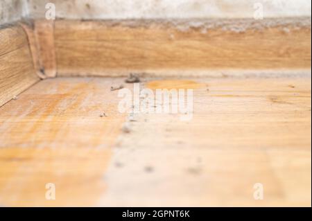 Staub in der Ecke des Raumes. Echter alter vernachlässigter staubiger Schmutz, schmutziger giftiger Schimmel und Pilzbakterien an der weißen Wand, Fußleiste und Holzboden Stockfoto