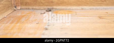 Staub in der Ecke des Raumes. Echter alter vernachlässigter staubiger Schmutz, schmutziger giftiger Schimmel und Pilzbakterien an der weißen Wand, Fußleiste und Holzboden Stockfoto