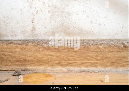 Staub in der Ecke des Raumes. Echter alter vernachlässigter staubiger Schmutz, schmutziger giftiger Schimmel und Pilzbakterien an der weißen Wand, Fußleiste und Holzboden Stockfoto