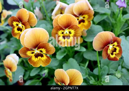 Viola ‘Sorbet Honeybee’ Pansy Sorbet Honeybee - sehr kleine mittelbraune Blüten mit gelbem Fleck und dunkelbraunen Schnurrhaaren, buff posterior Blütenblätter, UK Stockfoto