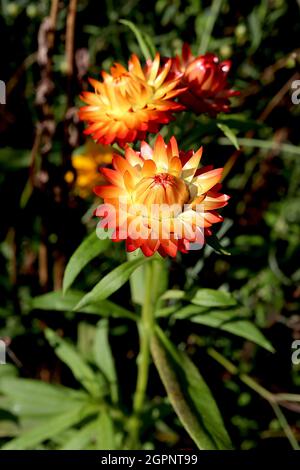 Kupferrot - rote Blüten mit orangefarbenen inneren Blütenblättern und gelbem Zentrum, September, UK. ‘Copper Red’ Strohblume Stockfoto