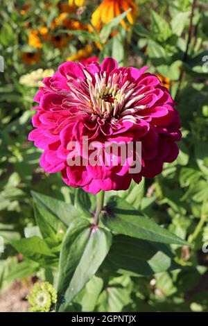 Zinnia elegans „Suproar Rose“, doppelte magenta-rosa Blüten, September, England, ‘ Stockfoto