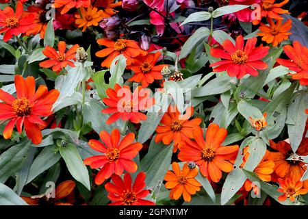 Zinnia marylandica ‘Zahara Fire’ einzelne orange rote Blüten an kurzen Stielen, September, England, Großbritannien Stockfoto