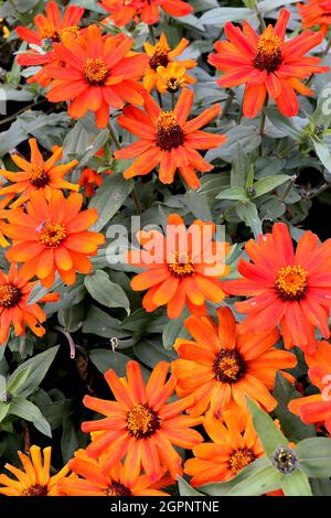 Zinnia marylandica ‘Zahara Fire’ einzelne orange rote Blüten an kurzen Stielen, September, England, Großbritannien Stockfoto