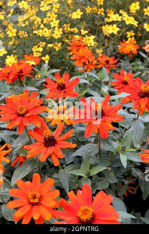 Zinnia marylandica ‘Zahara Fire’ einzelne orange rote Blüten an kurzen Stielen, September, England, Großbritannien Stockfoto