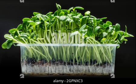 Gekeimt Samen der Sonnenblume isoliert auf schwarzem Hintergrund. Microgreens als Nutzen für die Gesundheit. Stockfoto