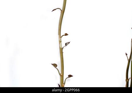 Isolierte Süßkartoffeln sprießen. Dekografisches Element Stockfoto