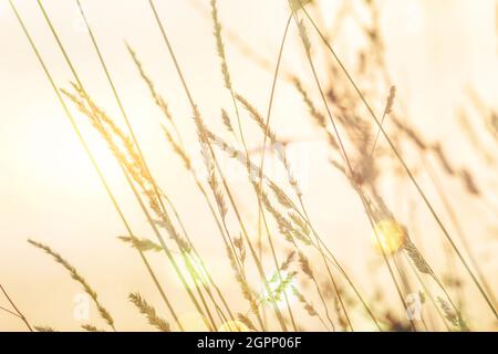 Verschiedene Grashalme unter einer Schneeschicht in den Strahlen der untergehenden Sonne, selektiver Fokus, verschwommener Hintergrund, Sonneneinstrahlung Stockfoto