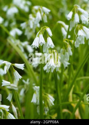 Die dreieckige Lauchblume oder Snowbell Allium triquetrum), eine essbare mediterrane Pflanze, die in Großbritannien invasiv ist. Stockfoto