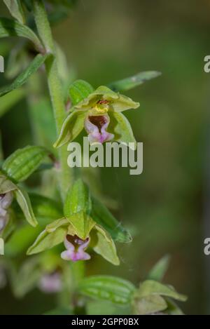 Nahaufnahme der Blüten von Dune helleborine (Epipactis dunensis), einer seltenen wilden Orchidee, die endemisch an den nordarglischen Küsten und an den Abfallspitzen ist. Stockfoto