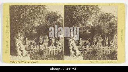 Der Garten der Oliven, Jerusalem, 1860/85. Albumin-Druck, Stereo, nein 576 aus der Serie "Views of Palestine". Stockfoto