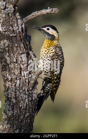 Grünspecht, Colaptes melanochloros, in der Waldlandschaft Calden, Provinz La Pampa, Patagonien, Argentinien. Stockfoto