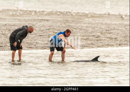 Timoleague, West Cork, Irland. September 2021. Ein weiterer Delphin ist in West Cork gestrandet. Im Januar dieses Jahres strandete sich ein Delfin in Courtmacsherry. Dieser Delfin hat einen beschädigten Schwanz und ein Auge ist dauerhaft geschlossen. Zwei besorgte Einheimische, Mick und Clive, versuchten, den Delfinen beim Schwimmen ins Meer zu helfen. Quelle: AG News/Alamy Live News Stockfoto