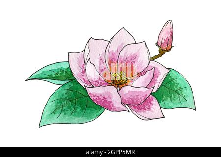 Lily Lotus Magnolia Aquarell, Handzeichnung, isoliert, auf weißem Hintergrund. Vektorgrafik Stock Vektor