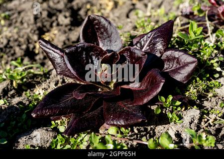 Nahaufnahme eines kleinen Edelsteins roten Salates in einem Gemüsegarten in der Toskana, Italien Stockfoto