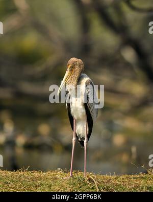 Bemalte Störche oder Mycteria leucocephala juvenile Nahaufnahme in natürlichen grünen Hintergrund im keoladeo Nationalpark oder bharatpur Vogelschutzgebiet rajasthan Stockfoto