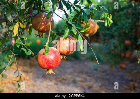 Reife Früchte des Granatapfelbaums aus der Nähe hängen an Ästen. Israel Stockfoto