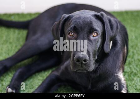 Schwarzer Labrador Retriever Hund, verspielte Nahaufnahme Gesicht und Look, neutraler Hintergrund. Glänzendes Fell in der Sonne, Ruheposition, nicht gestresst mit Zunge heraus Stockfoto