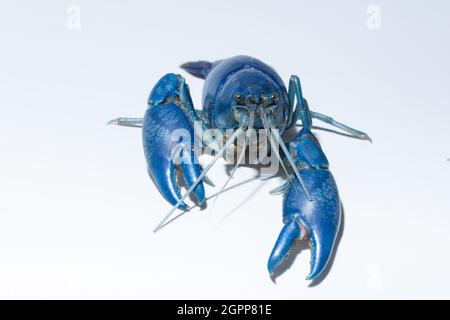 Flusskrebse blau (Cherax Destructor) Stockfoto