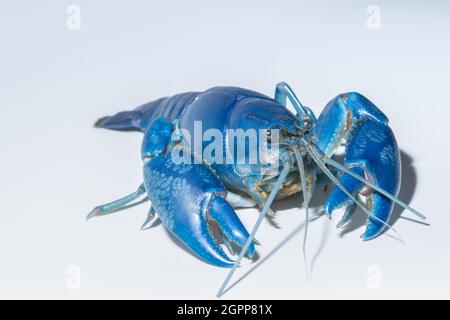 Flusskrebse blau (Cherax Destructor) Stockfoto