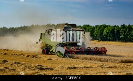 Leistungsstarke landwirtschaftliche Maschine (Claas Mähdrescher) in staubigen Weizenfeld Schneiden & Sammeln Getreide bei der Ernte - North Yorkshire, England, Großbritannien Stockfoto