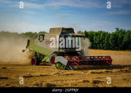 Leistungsstarke landwirtschaftliche Maschine (Claas Mähdrescher) in staubigen Weizenfeld Schneiden & Sammeln Getreide bei der Ernte - North Yorkshire, England, Großbritannien Stockfoto