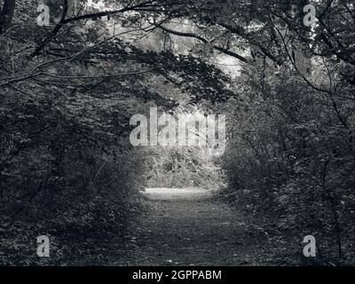 Schwarz-weißer Waldweg unter dichten Baumkronen im Rusovce Park, Bratislava, Slowakei. Stockfoto