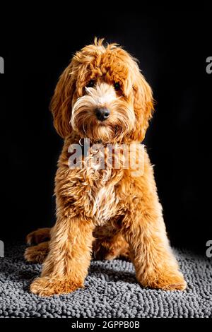 Ein schöner 7 Monate alter Cockapoo, der zum ersten Mal posiert. Stockfoto