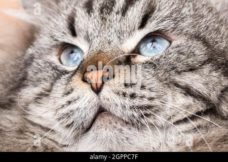 Porträt des blauäugigen männlichen Neva Masquerade sibirische Hauskatze Stockfoto