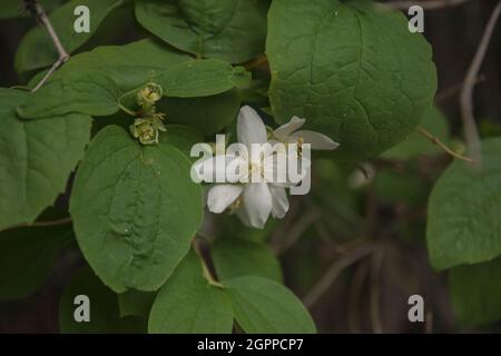 Der letzte Jasmin blüht zwischen den Zweigen im Garten. Selektiver Fokus Blossom Stockfoto