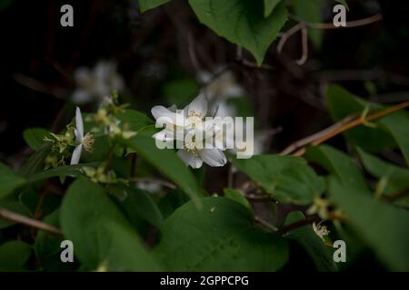 Der letzte Jasmin blüht zwischen den Zweigen im Garten. Selektiver Fokus Blossom Stockfoto