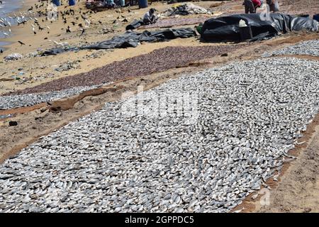 Trocknungsprozess der Fische auf dem sandigen Boden an der Küste Stockfoto