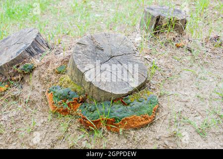 Alte Baumwurzel und in Gras geschnittene Baumpilze Stockfoto