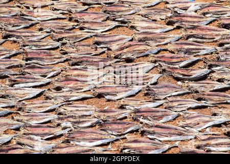 Trocknungsprozess der Fische auf dem sandigen Boden an der Küste Stockfoto