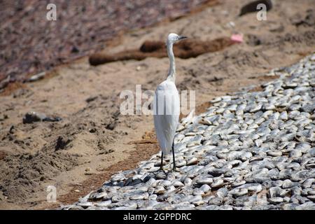 Trocknungsprozess der Fische auf dem sandigen Boden an der Küste Stockfoto