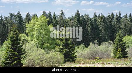 Les Haute Fagnes, Teil der belgischen Ardennen mit brennenden Bäumen. Stockfoto