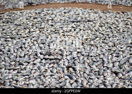 Trocknungsprozess der Fische auf dem sandigen Boden an der Küste Stockfoto