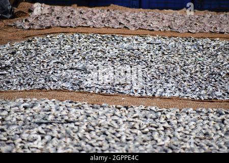 Trocknungsprozess der Fische auf dem sandigen Boden an der Küste Stockfoto