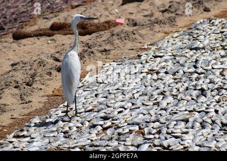 Trocknungsprozess der Fische auf dem sandigen Boden an der Küste Stockfoto