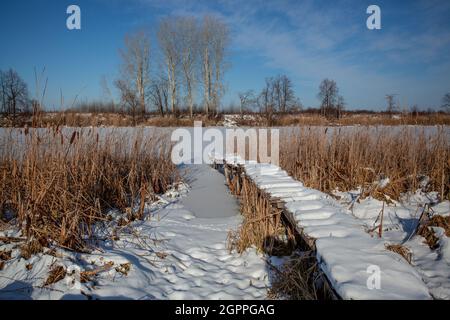 Schneebedeckte Holzbrücke, umgeben von Schilf auf einem gefrorenen Teich Stockfoto