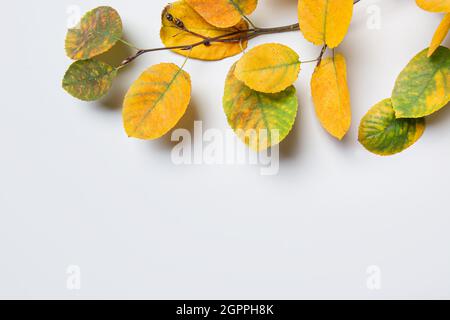 Bunte trockene Blätter auf neutralgrauem Hintergrund. Herbstmuster. Draufsicht. Flach liegend. Speicherplatz kopieren. Stockfoto