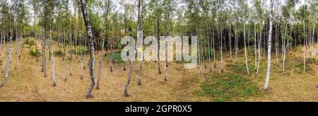 Panoramablick auf den Birkenwald. Die gefleckte Birke stielt im Herbstwald. Stockfoto