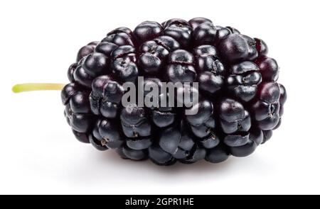 Eine reife schwarze Maulbeerfrucht isoliert auf weißem Hintergrund. Stockfoto