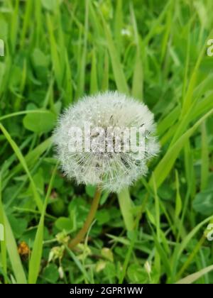 Vertikale Aufnahme eines Löwenzahn Stockfoto