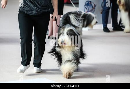 Brünn, Tschechische Republik. September 2021. Die Welthundeausstellung fand am Donnerstag, dem 30. September 2021, in Brünn, Tschechien, statt. Quelle: Monika Hlavacova/CTK Photo/Alamy Live News Stockfoto