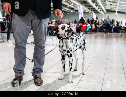 Brünn, Tschechische Republik. September 2021. Die Welthundeausstellung fand am Donnerstag, dem 30. September 2021, in Brünn, Tschechien, statt. Quelle: Monika Hlavacova/CTK Photo/Alamy Live News Stockfoto