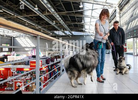 Brünn, Tschechische Republik. September 2021. Die Welthundeausstellung fand am Donnerstag, dem 30. September 2021, in Brünn, Tschechien, statt. Quelle: Monika Hlavacova/CTK Photo/Alamy Live News Stockfoto