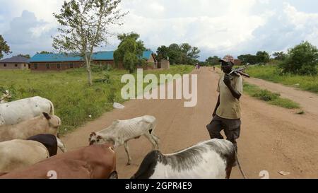 TORIT, SÜDSUDAN-18. AUGUST 2021: Ein nicht identifizierter Mann beherdet Rinder, während er im Südsudan ein Maschinengewehr trägt. Stockfoto