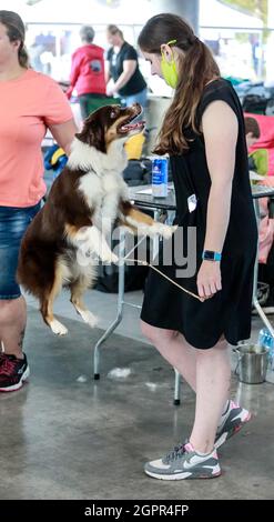 Brünn, Tschechische Republik. September 2021. Die Welthundeausstellung fand am Donnerstag, dem 30. September 2021, in Brünn, Tschechien, statt. Quelle: Monika Hlavacova/CTK Photo/Alamy Live News Stockfoto